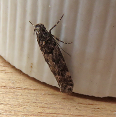 Teleiopsis diffinis