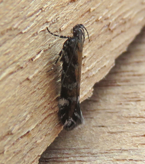 Aristotelia ericinella