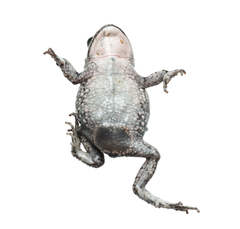 Landdroskop Mountain Toadlet photo 3