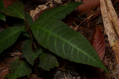 Labisia