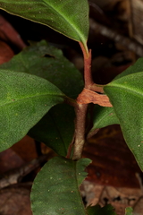 Labisia