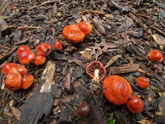 Leratiomyces ceres