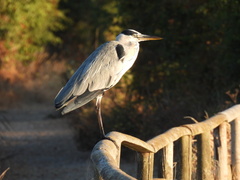 Ardea cinerea