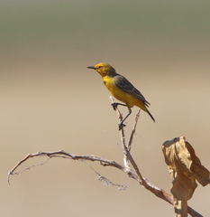 Epthianura crocea