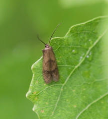 Hypatopa inunctella