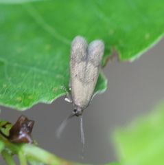 Hypatopa inunctella