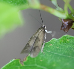 Hypatopa inunctella