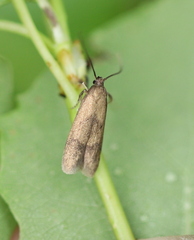 Hypatopa inunctella