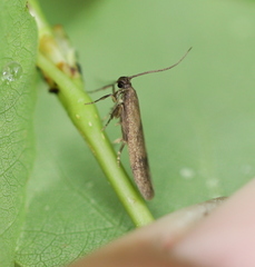 Hypatopa inunctella