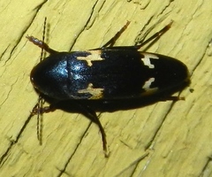 Dircaea liturata