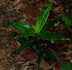 Oldenlandia cristata