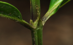 Oldenlandia cristata