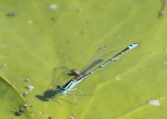 Austroagrion exclamationis