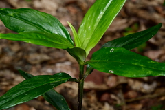 Oldenlandia cristata