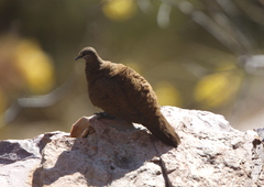 Petrophassa albipennis