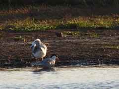 Sterna hirundo
