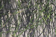 Equisetum × moorei