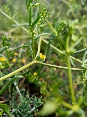 Roepera angustifolia