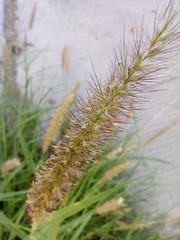 Cenchrus ciliaris