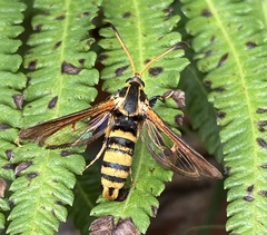 Nokona pilamicola