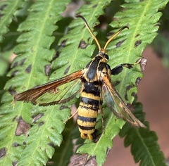 Nokona pilamicola