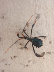 Acanthocephala thomasi