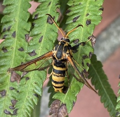 Nokona pilamicola
