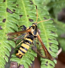 Nokona pilamicola