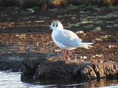 Chroicocephalus ridibundus