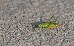 Uromenus brevicollis
