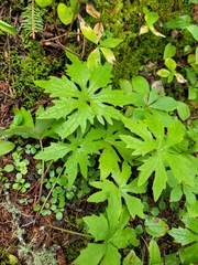 Petasites frigidus palmatus