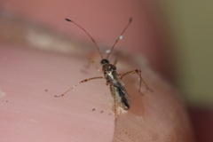 Gampsocoris punctipes