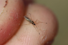 Gampsocoris punctipes