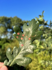 Neuroterus albipes