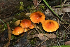 Cortinarius sinapicolor