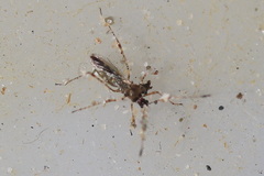 Gampsocoris punctipes