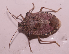 Halyomorpha halys