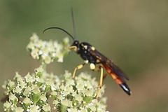 Ichneumon primatorius