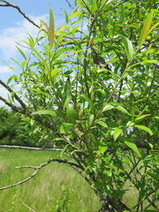 Salix pierotii