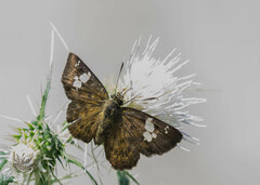 Pseudocoladenia dan fatih