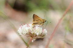 Ochlodes agricola