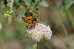 Ochlodes agricola