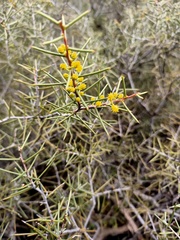 Acacia colletioides