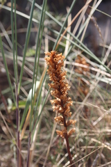 Orobanche picridis