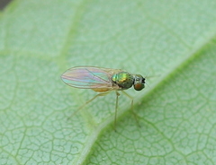 Chrysotimus molliculus