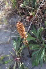 Orobanche picridis