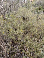 Acacia colletioides