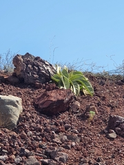 Verbascum sinaiticum