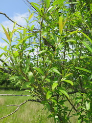 Salix pierotii