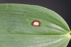 Phyllosticta cruenta